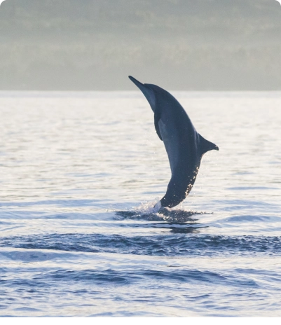 Dolphin Safari-dapoli